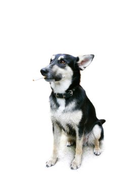 beyaz bitti izole yasaktır köpek