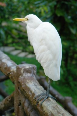 çit oturan beyaz ak balıkçıl