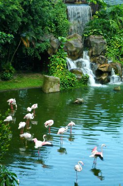 flamingo su grubu