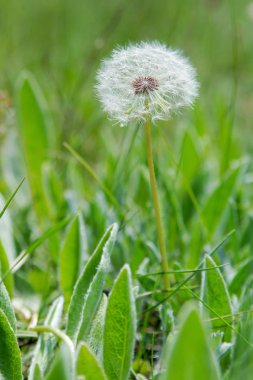 diente de león blanco en hierba verde
