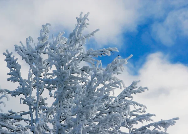 Winterbaum mit Schnee bedeckt — Stockfoto