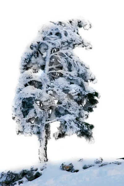 Pinetree coberto com neve sobre branco — Fotografia de Stock