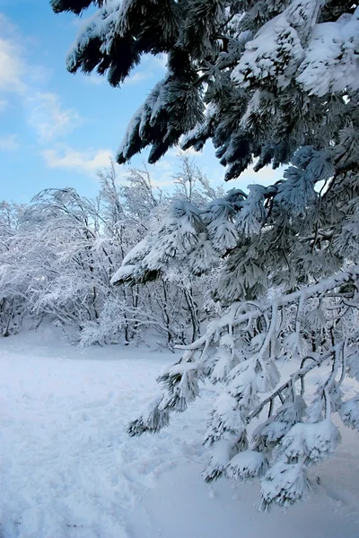 Paisaje invierno —  Fotos de Stock