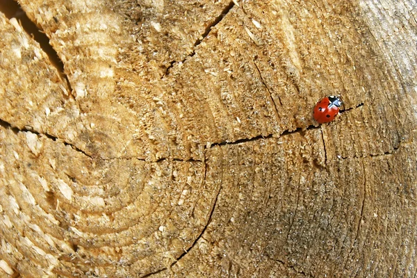 Πασχαλίτσα σε ξύλινα φόντο — Φωτογραφία Αρχείου