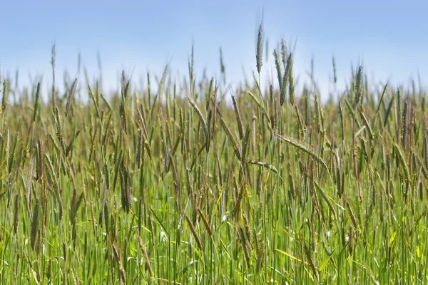 Wheat field — Stock Photo, Image