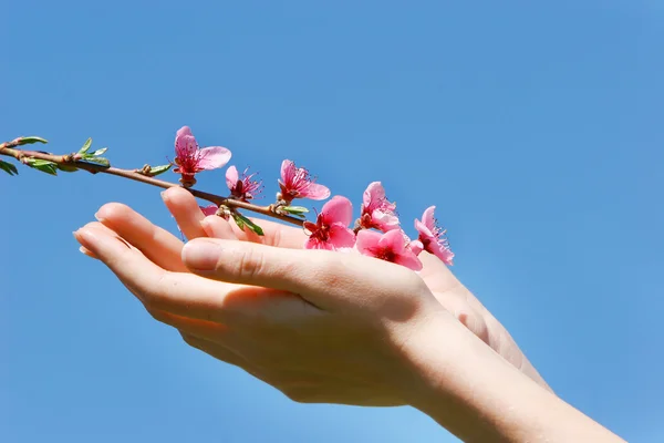 Fiori di pesca in mani femminili — Foto Stock