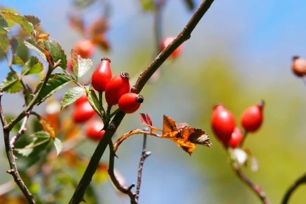 Dog rose hips — Stock Photo, Image