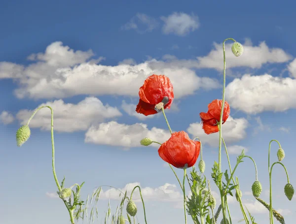 Red poppies on sky background — Stock Photo, Image