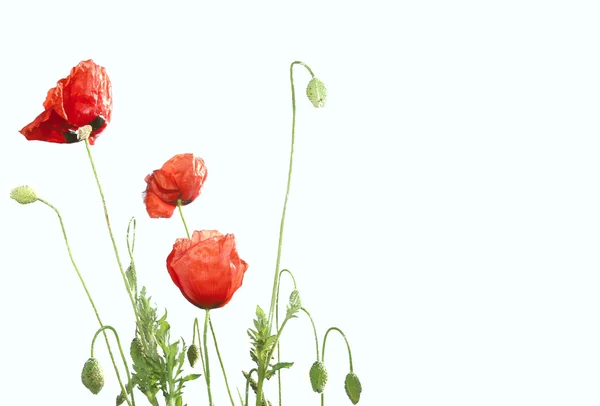 Red poppies isolated over white — Stock Photo, Image
