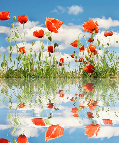 Red poppies over sky background — Stock Photo, Image