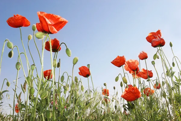 Red poppies on blue sky background — Stock Photo, Image