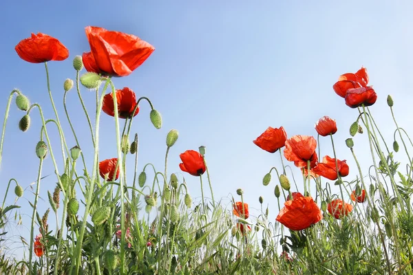 Red poppies on sky background — Stock Photo, Image