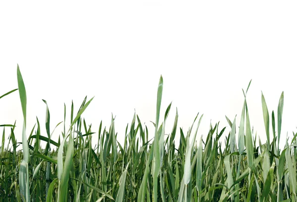 Groen gras geïsoleerd over Wit — Stockfoto