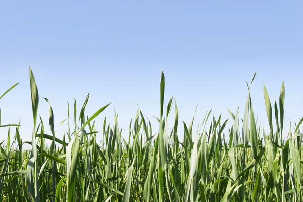 Groen gras op blauwe achtergrond — Stockfoto