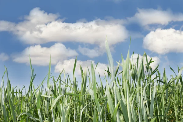 Närbild på grönt gräs över himmel bakgrund — Stockfoto