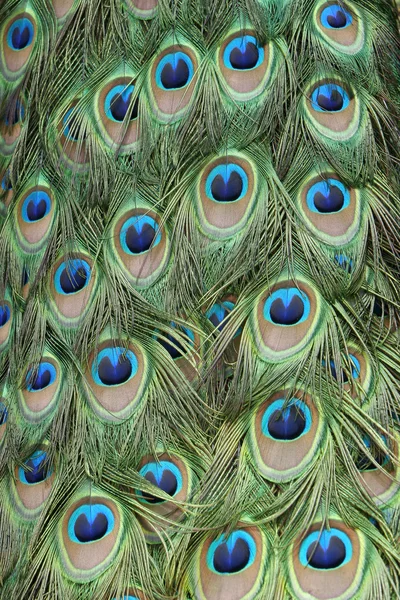 Peacock feathers pattern — Stock Photo, Image