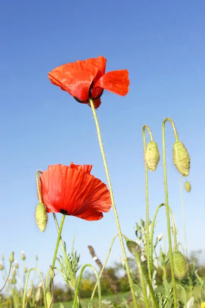 Vermelho papoilas sobre céu fundo — Fotografia de Stock