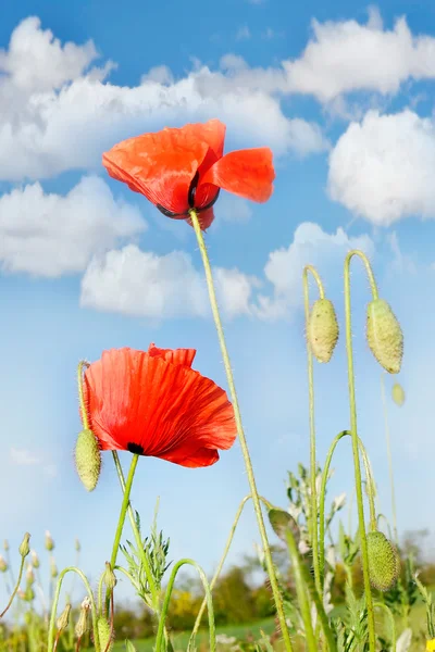 Red poppies on blue sky background — Stock Photo, Image
