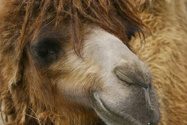 Верблюжий портрет — стоковое фото