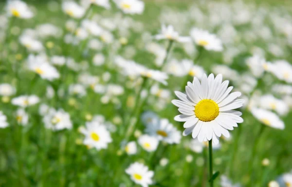 Daisy flower on filed backgorund — Stock Photo, Image