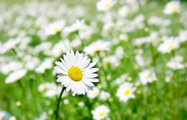 Flor de margarita — Foto de Stock