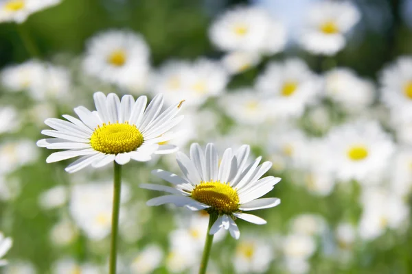 フィールドの背景に 2 つのデイジーの花 — ストック写真