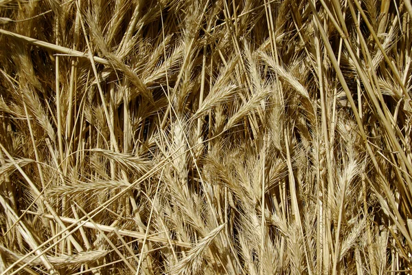 Jede Menge Weizenspitzen — Stockfoto