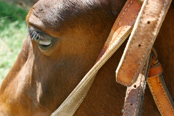 Nahaufnahme von Pferdekopf — Stockfoto