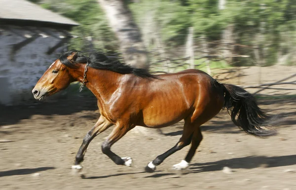 Kör häst — Stockfoto