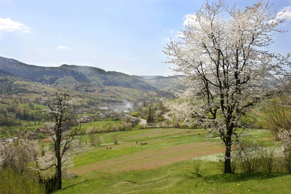 Lente rurale landschap — Stockfoto