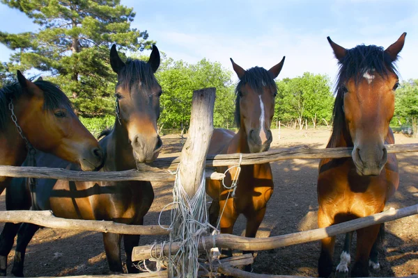 Hästar på gården — Stockfoto