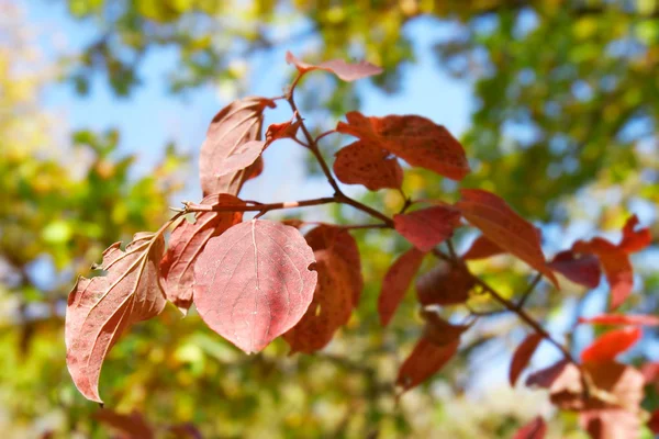 Feuilles d'automne — Photo