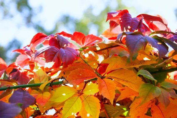 Herbstblätter — Stockfoto