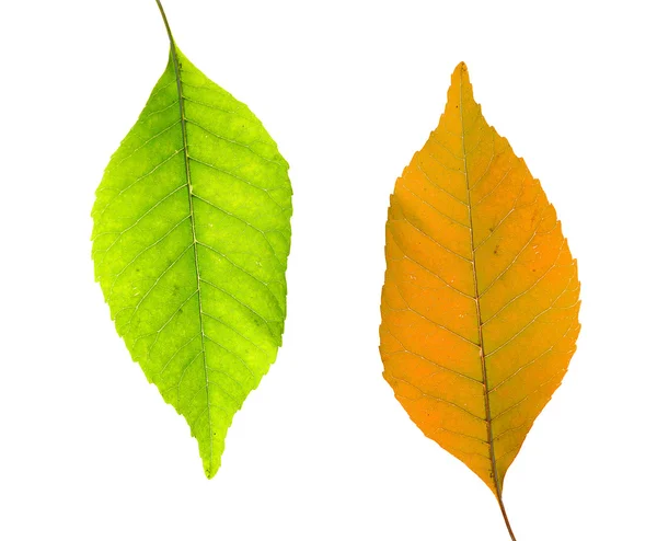 Hojas verdes y amarillas sobre blanco — Foto de Stock