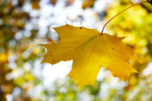 Alone marple leaf on natural background — Stock Photo, Image