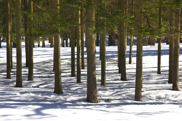 Sombras de árvore em floresta de inverno — Fotografia de Stock