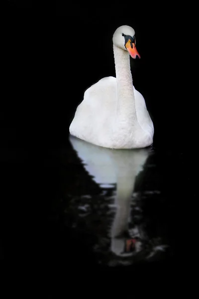 Bílá Labuť a její reflexe nad černou — Stock fotografie