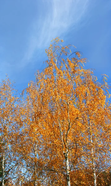 Outono dourado — Fotografia de Stock