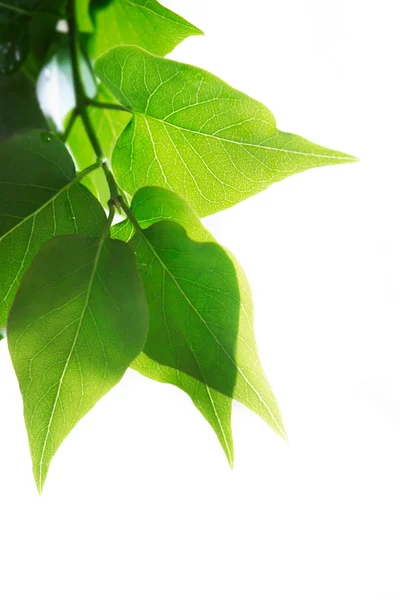 Green leaves over white — Stock Photo, Image