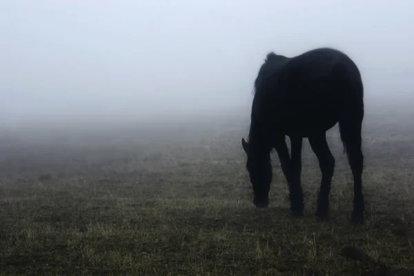 Horse in the fog — Stock Photo, Image