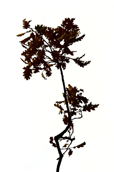 Silhueta de galho de árvore sobre branco — Fotografia de Stock
