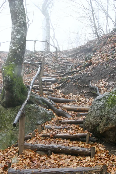 Wooden stairs in rainy forest — Stock Photo, Image