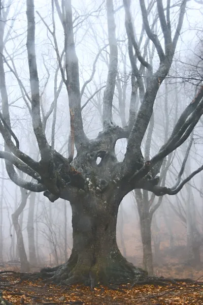 Grande árvore morta na floresta nebulosa — Fotografia de Stock