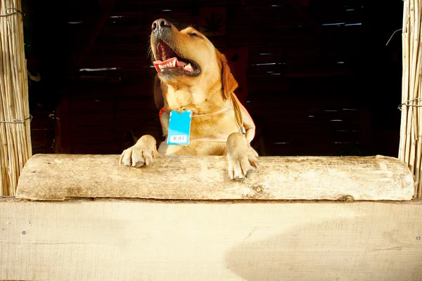 Σκυλί στο ξύλινο γραφείο υποδοχής — Φωτογραφία Αρχείου