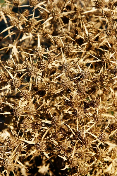 Rusty thorns background — Stock Photo, Image