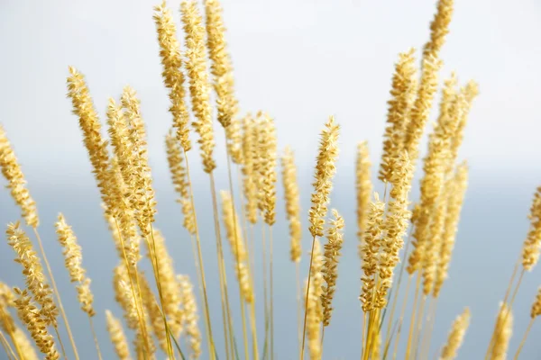 Close up of yellow grass ears — Stock Photo, Image