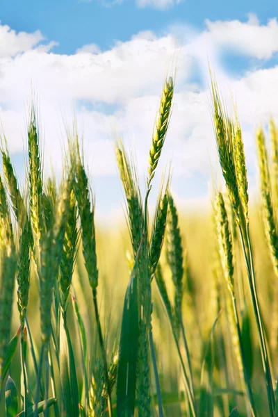 Campo di grano su sfondo cielo — Foto Stock