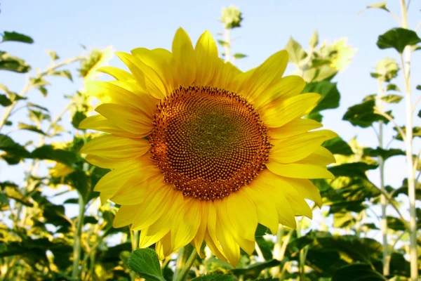 Sunflower over field background — Stock Photo, Image