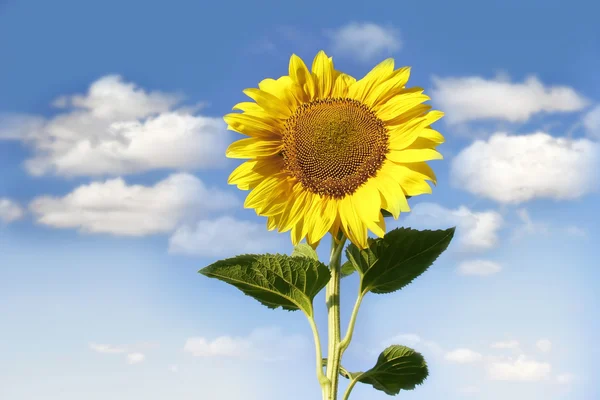 Sun flower over sky background — Stock Photo, Image
