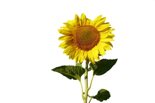 Sunflower over white — Stock Photo, Image